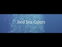 Redsea Colors