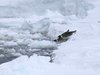 Wildlife photography