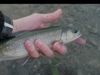 Nymphe à vue en réservoir