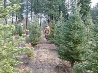 Christmas Tree Hunting