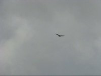 Flying gliders at the park, with some birds, on a windy day
