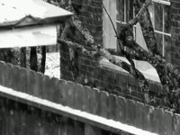 Snow Day