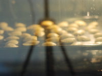 Timelapse: Kokoshöckli