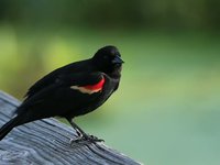 Clip: Red-Winged Blackbird