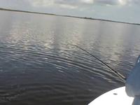 Fly Fishing For Tarpon, Flamingo FL