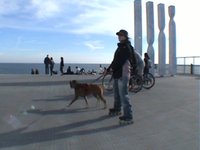 Patinar con perro