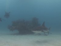 Shark Junction 2008