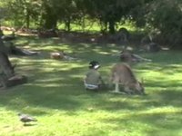 Kangaroos!