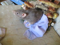 Ash Rat visits Timothy Turtle's Tavern