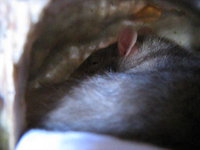 Ratnap