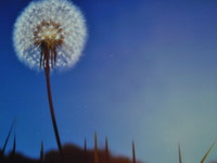 Digital Dandelion, Studio Sennep & Yoke