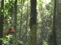 CArno va se promener dans les bois