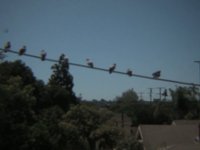 birds and a rocket