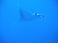 Manta Rays