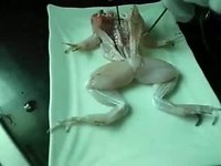 DIY-make your own Galvani's frog zombie
