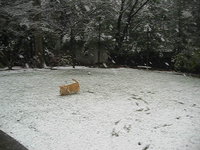 Maddie Playing in the Snow