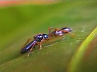 Black Ant-mimicking Spider