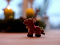 The Reindeer