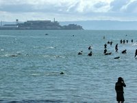 Escape From Alcatraz Triathlon 2009 (San Francisco):  swimmers arriving