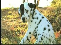 Pedigree Dogs Exposed