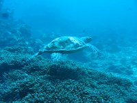 Similan Turtle