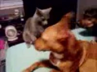 Like cats and dogs.