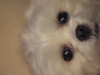 Pets