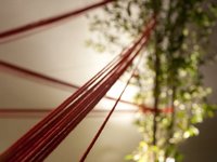 BETWEEN TREES REEL