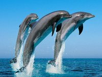 Pal SLAPS - Dude Dolphins Love Arpeggios