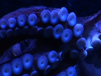 Ghosts of the Pacific (Part 3: Octopus)