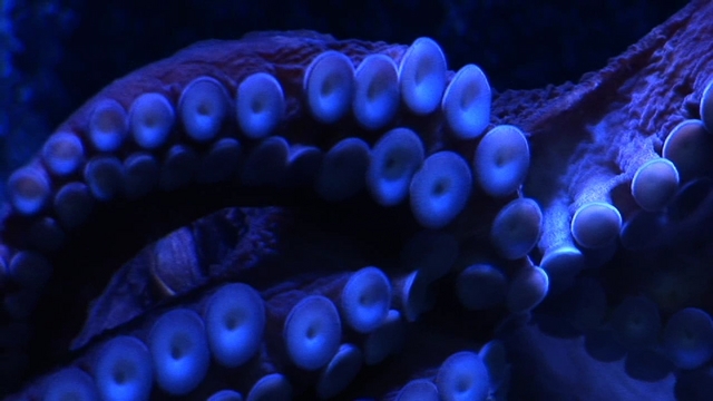 Miniatura del vídeo Ghosts of the Pacific (Part 3: Octopus)