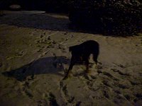 Zeus playing in the snow - Dec 18th 2009