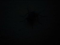 mosca