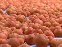 TV: Orangenzug nach England