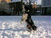 Dog & Snow (2009) - a 'doggy' film by Vinay