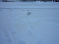 Max struggling to get from Street to Sidewalk in Snow