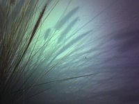 Windplantmelody