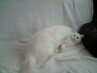 Fee + Fienchen fighting