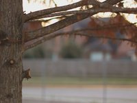 Canon 500D/T1i Test Footage