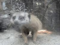 Nose to Nose with Meerkats at the Memphis Zoo