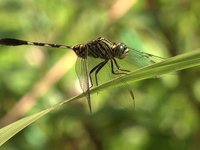 Dragon Fly Slowmotion