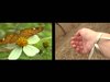 Habla Hispana -