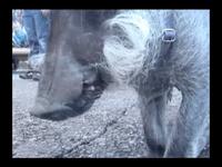Nose to Nose with Warthogs at the Memphis Zoo