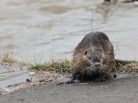 Coypu In The City