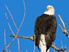 Wildlife HD