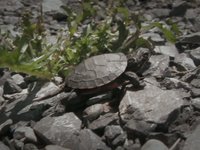 lil' turtle journey lil' turtle journey