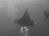 Diving in Bali, Indoneisa Diving in Bali, Indoneisa