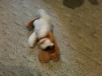 The Laughing Dog