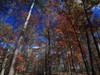 HD Nature