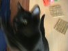 Cats videos